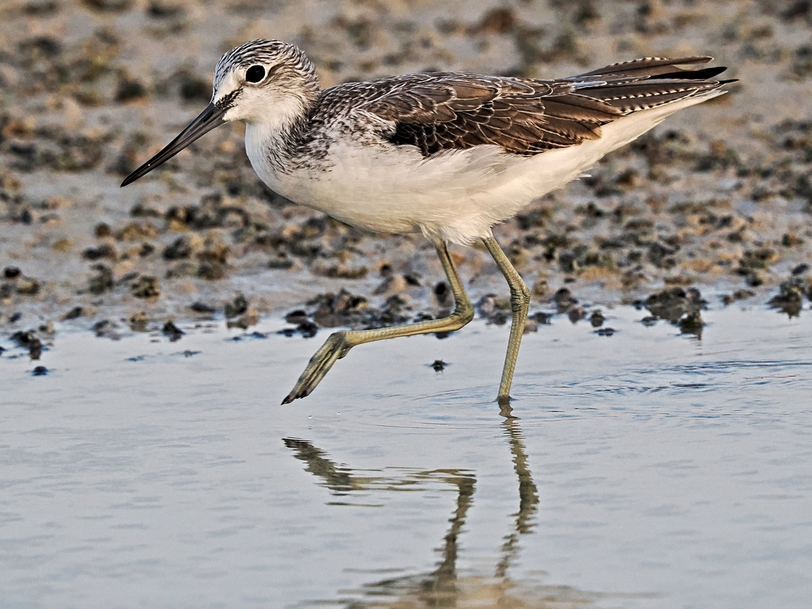 Common Greenshank  Common greenshank,Fall,Geotagged,Oman,Tringa nebularia