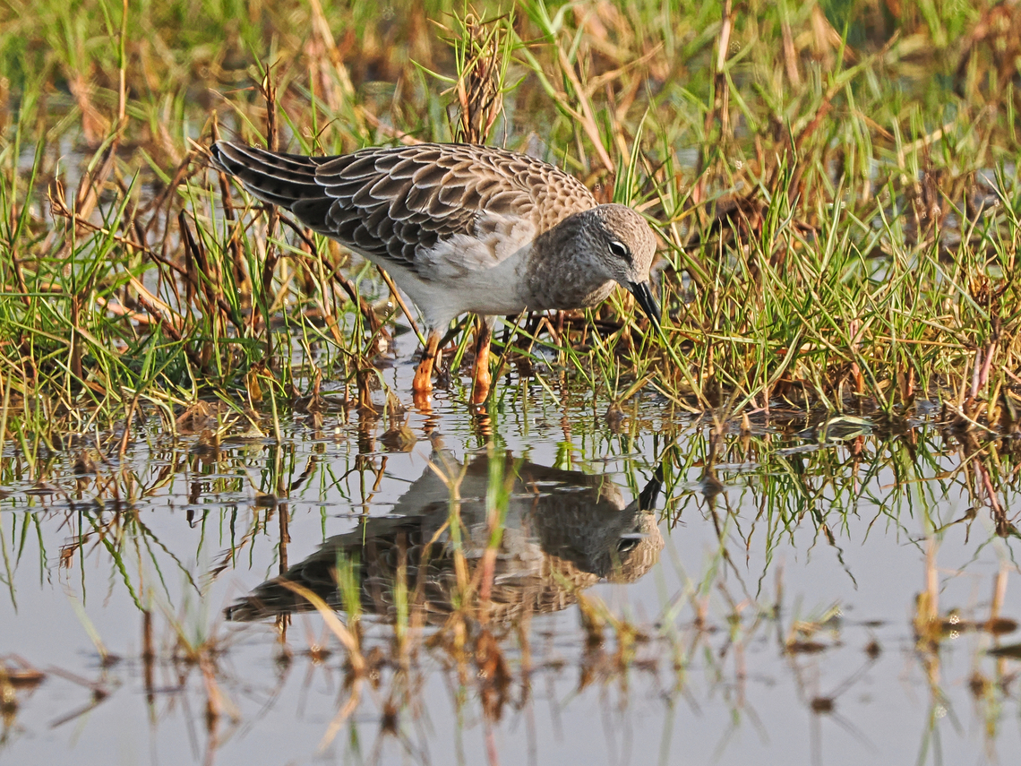 Ruff controlling its make-up Calidris pugnax,Fall,Geotagged,Oman,Ruff