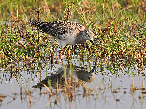 Ruff controlling its make-up Calidris pugnax,Fall,Geotagged,Oman,Ruff