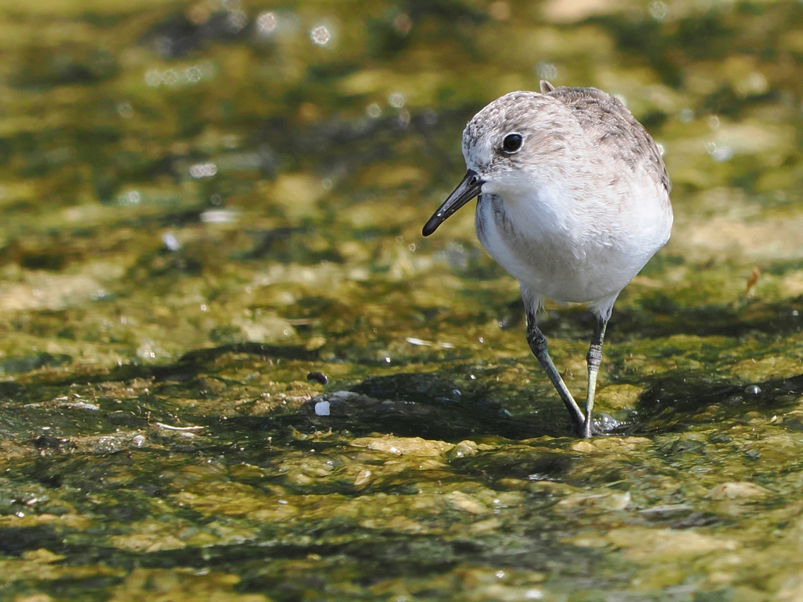 Little Stint  Calidris minuta,Fall,Geotagged,Little stint,Oman