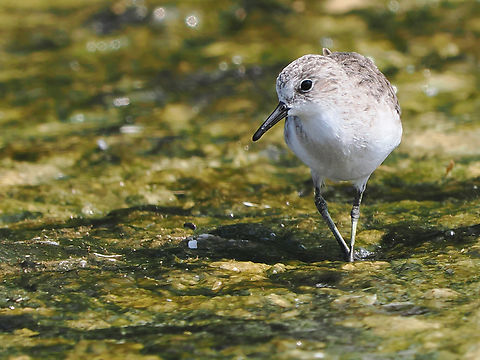 Little Stint  Calidris minuta,Fall,Geotagged,Little stint,Oman