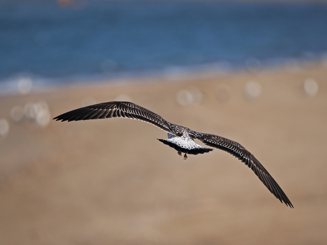 Lesser Black-backed Gull flying off near Al Qurm Beach Fall,Geotagged,Larus fuscus,Lesser Black-backed Gull,Oman
