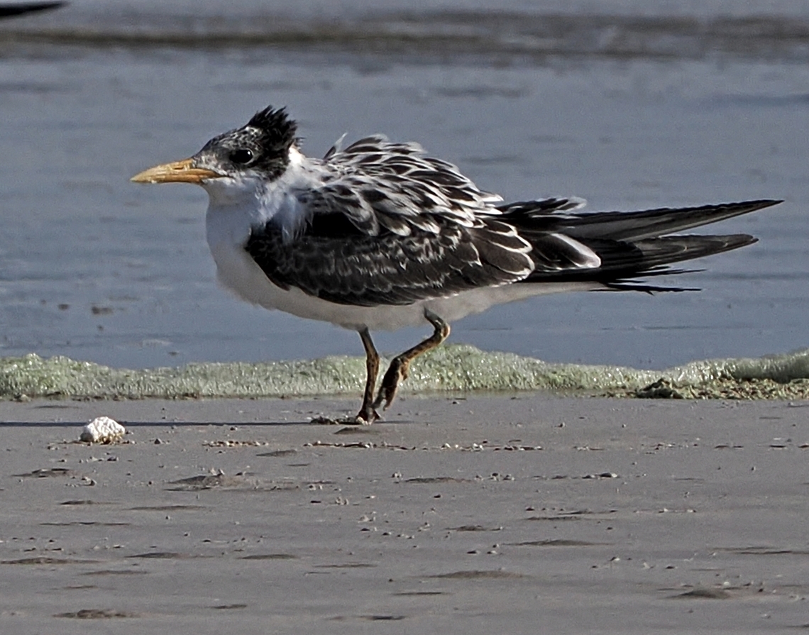 Great Crested Tern former Greater Crested Tern according to Clements 2023, cp. <a href="https://science.ebird.org/en/use-ebird-data/the-ebird-taxonomy/2023-ebird-taxonomy-update" rel="nofollow">https://science.ebird.org/en/use-ebird-data/the-ebird-taxonomy/2023-ebird-taxonomy-update</a> Fall,Geotagged,Greater crested tern,Oman,Thalasseus bergii