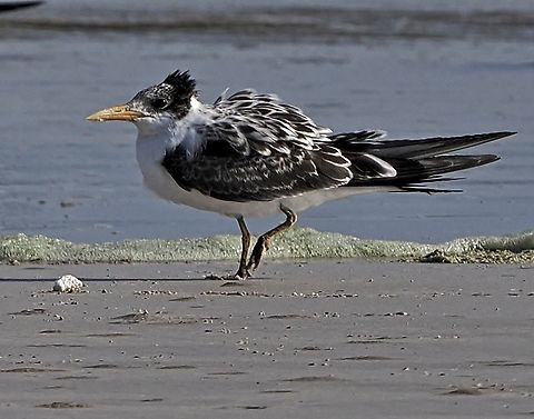 Great Crested Tern former Greater Crested Tern according to Clements 2023, cp. https://science.ebird.org/en/use-ebird-data/the-ebird-taxonomy/2023-ebird-taxonomy-update Fall,Geotagged,Greater crested tern,Oman,Thalasseus bergii