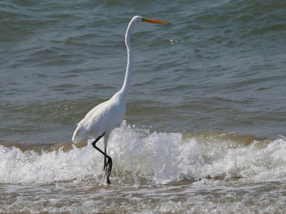 Medium Egret aka Intermediate Egret Ardea intermedia,Fall,Geotagged,Intermediate egret,Oman
