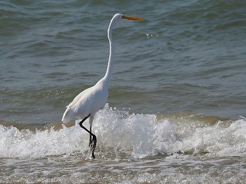 Medium Egret aka Intermediate Egret Ardea intermedia,Fall,Geotagged,Intermediate egret,Oman