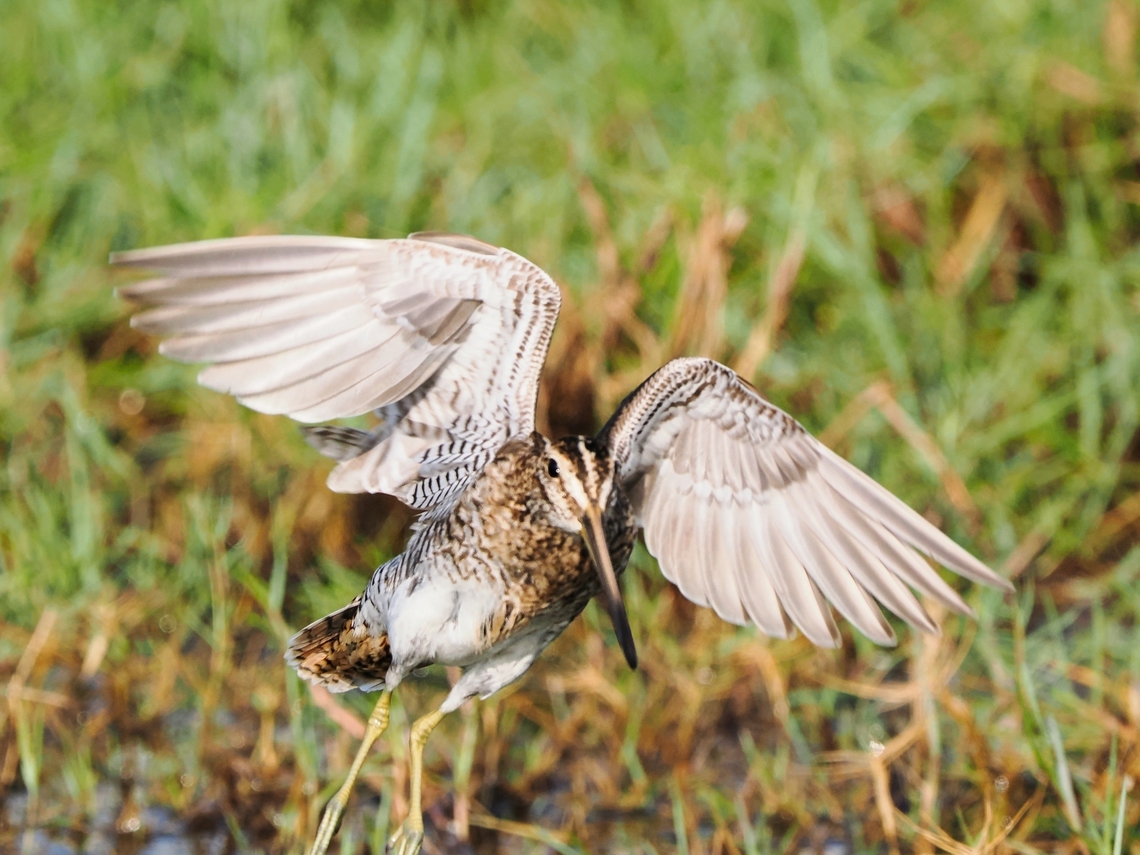 Common Snipe bird on the wings Common snipe,Fall,Gallinago gallinago,Geotagged,Oman