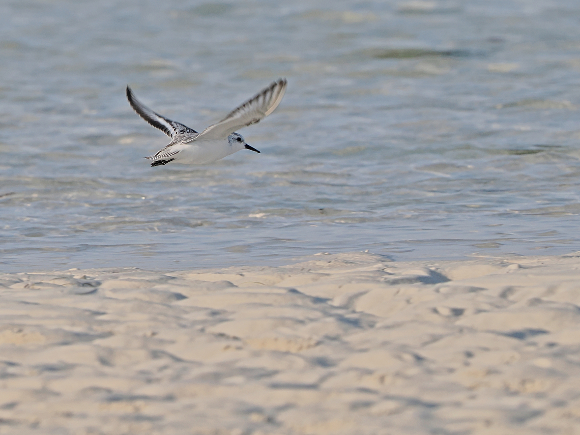Sanderling flying off  Calidris alba,Fall,Geotagged,Oman,Sanderling