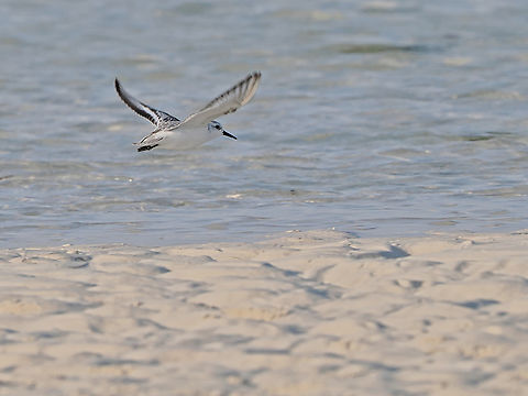 Sanderling flying off  Calidris alba,Fall,Geotagged,Oman,Sanderling