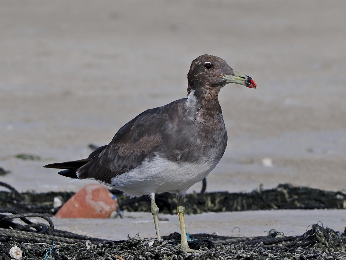 Sooty Gull  Fall,Geotagged,Ichthyaetus hemprichii,Oman,Sooty gull