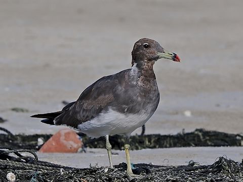 Sooty Gull  Fall,Geotagged,Ichthyaetus hemprichii,Oman,Sooty gull