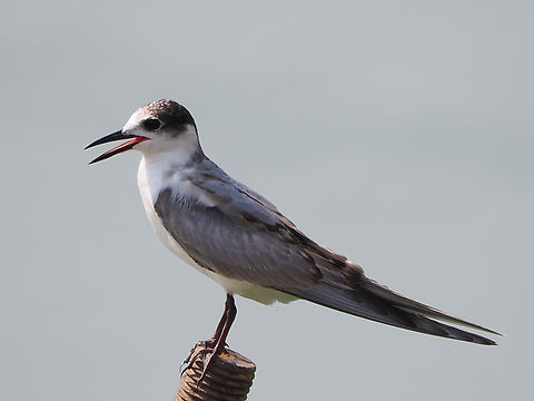 Whiskered Tern  Chlidonias hybrida,Fall,Geotagged,Oman,Whiskered tern