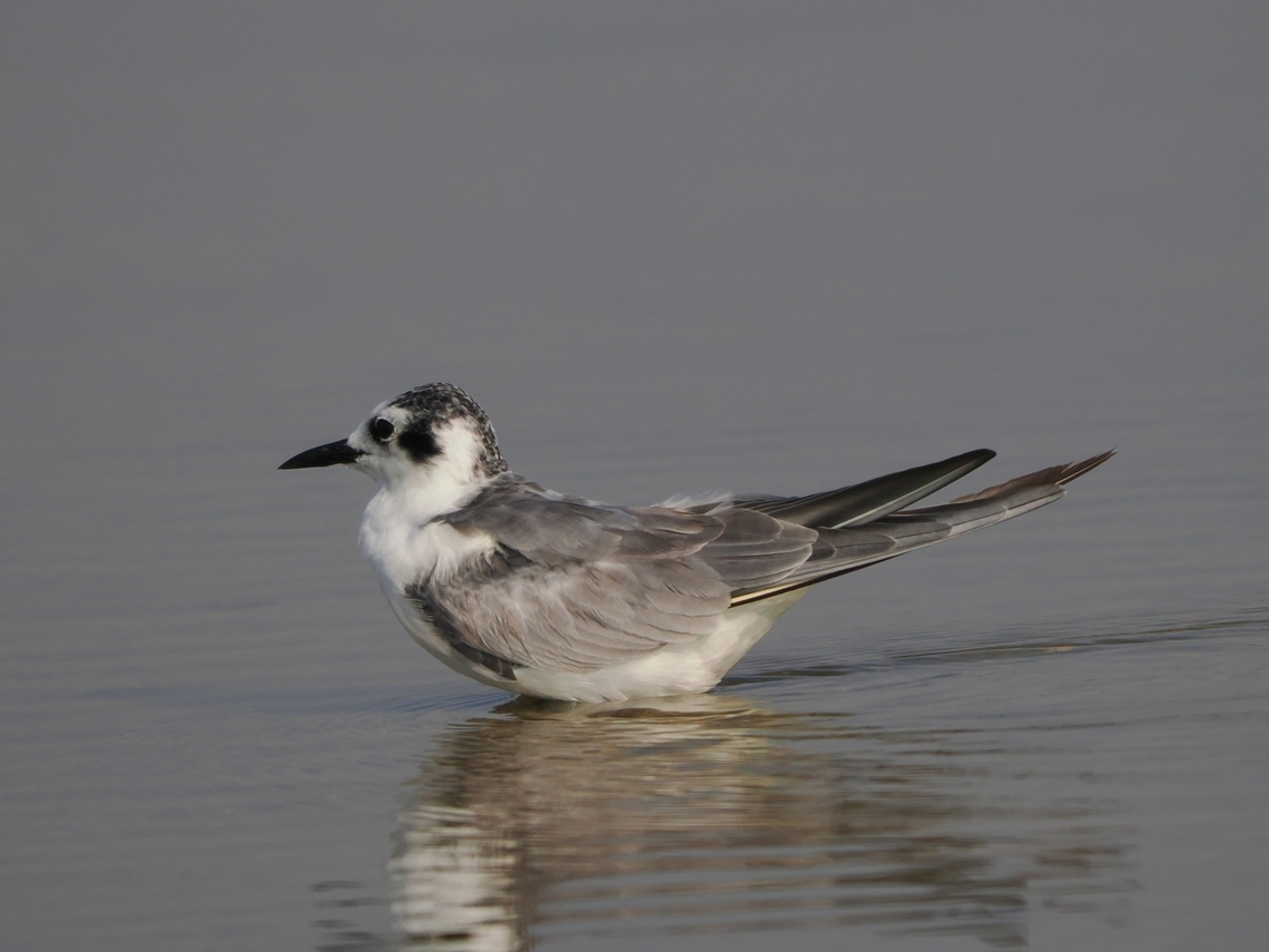 White-winged Tern Salalah Chlidonias leucopterus,Fall,Geotagged,Oman,Salalah,White-winged tern