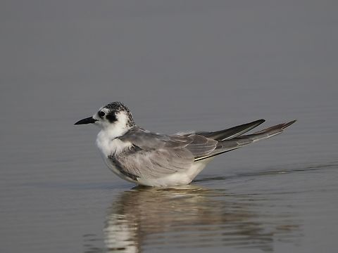 White-winged Tern Salalah Chlidonias leucopterus,Fall,Geotagged,Oman,Salalah,White-winged tern