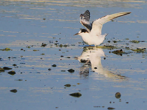 Common Tern  Common tern,Fall,Geotagged,Oman,Sterna hirundo