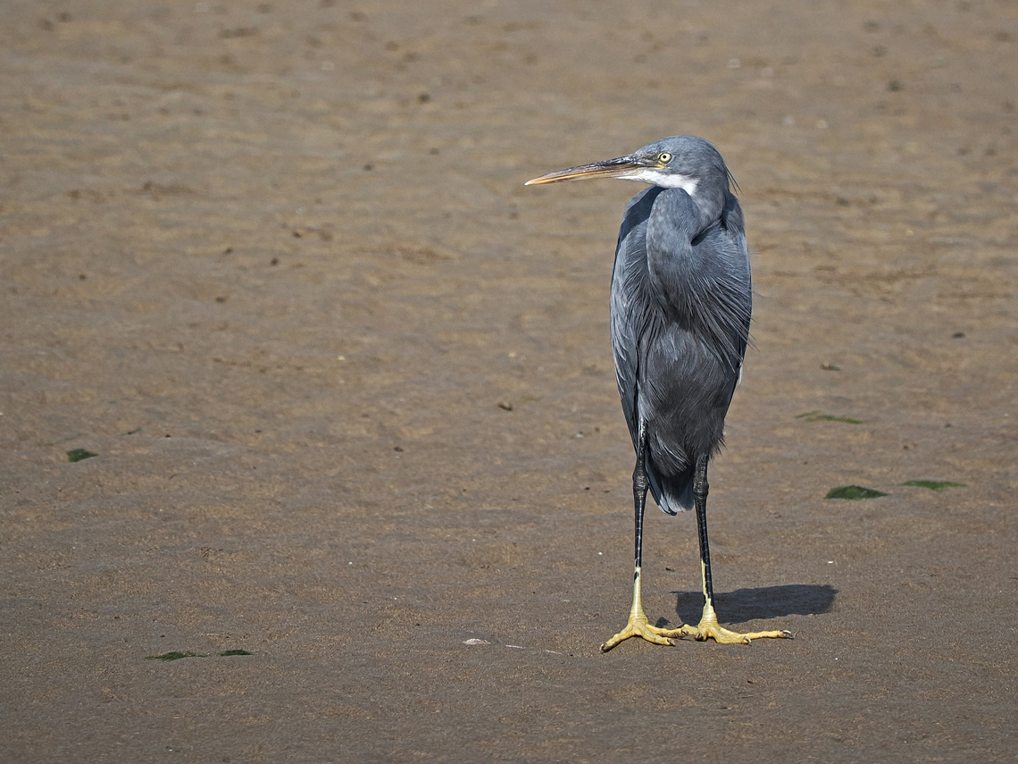Western Reef Heron  Egretta gularis,Fall,Geotagged,Oman,Western reef heron