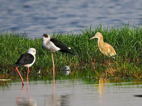 Striated Heron with two Stilts Butorides striata,Fall,Geotagged,Oman,Striated heron