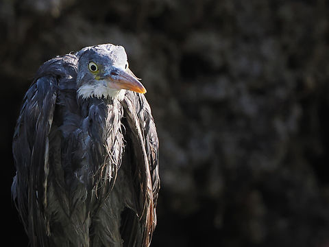 Grey Heron  Ardea cinerea,Fall,Geotagged,Grey heron,Oman