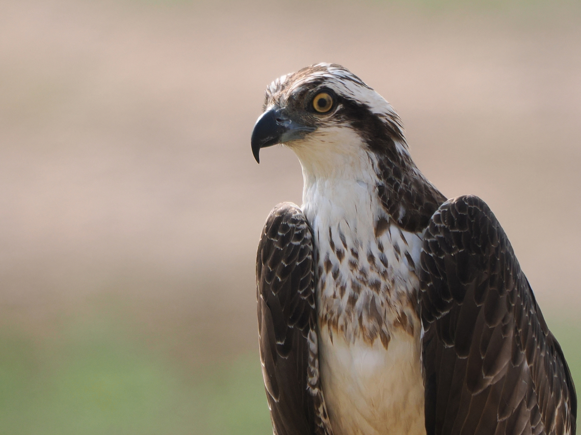 Osprey  Fall,Geotagged,Oman,Osprey,Pandion haliaetus