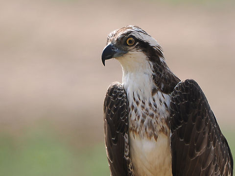 Osprey  Fall,Geotagged,Oman,Osprey,Pandion haliaetus
