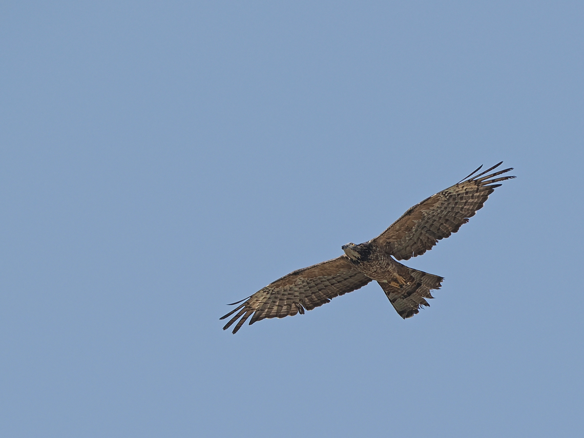 Oriental Honey Buzzard at Qurm National Park, former named Crested Honey Buzzard Crested honey buzzard,Fall,Geotagged,Oman,Pernis ptilorhynchus