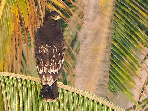 Greater Spotted Eagle at Al Baleed, Salalah Clanga clanga,Fall,Geotagged,Greater Spotted Eagle,Oman,Salalah