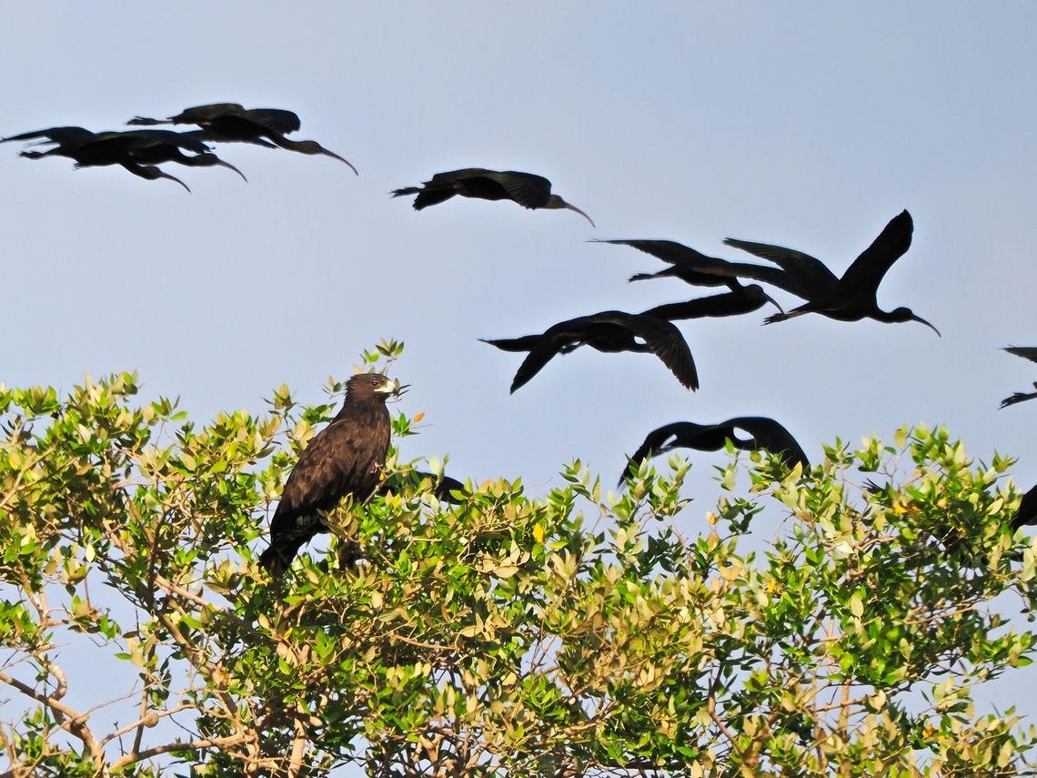 Steppe Eagle watching Glossy Ibises passing by Aquila nipalensis,Fall,Geotagged,Oman,Steppe eagle