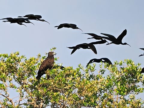 Steppe Eagle watching Glossy Ibises passing by Aquila nipalensis,Fall,Geotagged,Oman,Steppe eagle