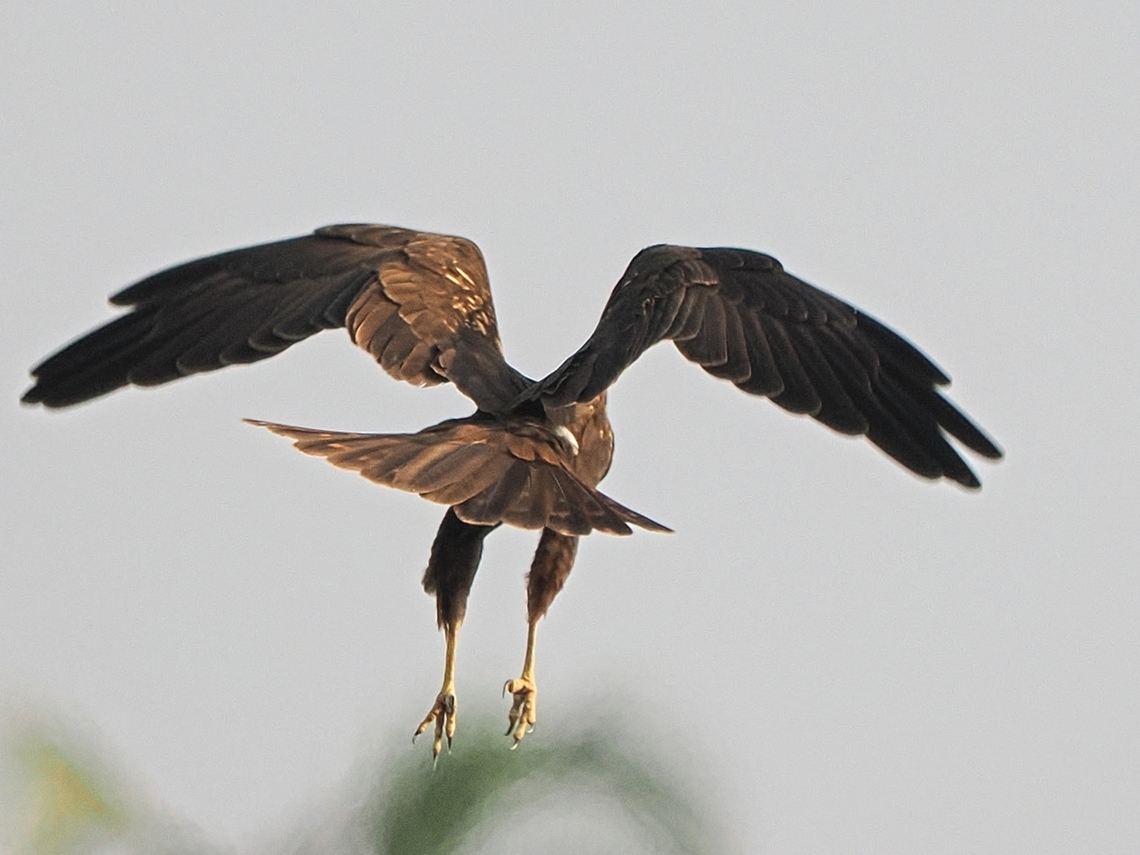Western Marsh Harrier at East Khawr Circus aeruginosus,Fall,Geotagged,Oman,Western marsh harrier
