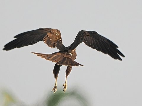 Western Marsh Harrier at East Khawr Circus aeruginosus,Fall,Geotagged,Oman,Western marsh harrier