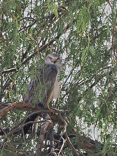 Pallid Harrier hiding in a tree at Qatbit Oasis Circus macrourus,Fall,Geotagged,Oman,Pallid harrier