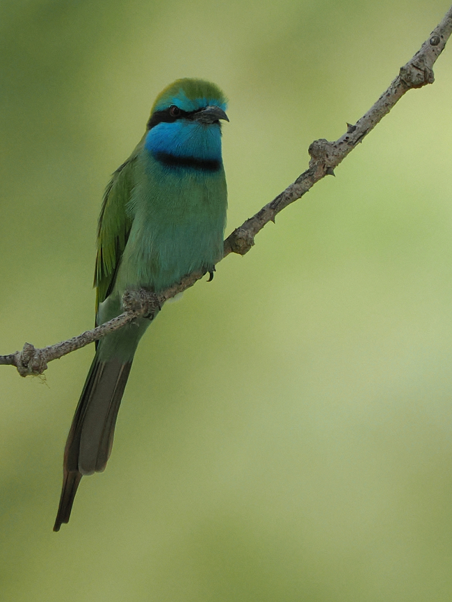 Arabian Green Bee-Eater split from Green Bee-Eater of 2021 cp. <a href="https://www.worldbirdnames.org/new/updates/species-updates/" rel="nofollow">https://www.worldbirdnames.org/new/updates/species-updates/</a> Arabian green bee-eater,Fall,Geotagged,Merops cyanophrys,Oman