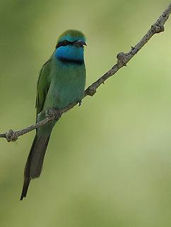 Arabian green bee-eater