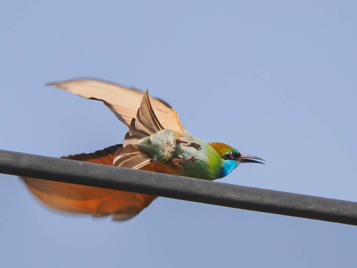 Blue-cheeked Bee-Eater  Blue-cheeked bee-eater,Fall,Geotagged,Merops persicus,Oman
