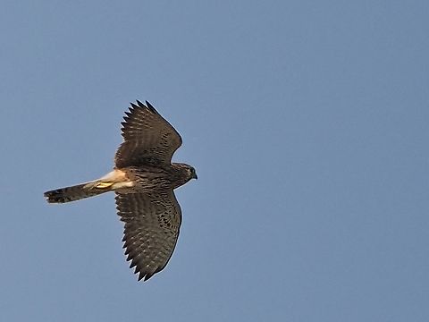 Lesser Kestrel fl  Falco naumanni,Fall,Geotagged,Lesser Kestrel,Oman