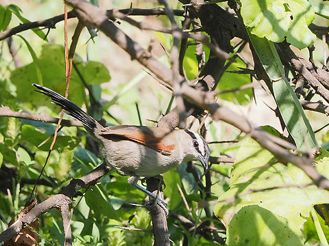 Black-crowned Tchagra at Wadi Shaboon/Shaabon (وادي شعبون ) Black-crowned tchagra,Fall,Geotagged,Oman,Tchagra senegalus