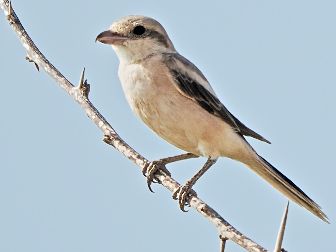 Great Grey Shrike  Fall,Geotagged,Great grey shrike,Lanius excubitor,Oman