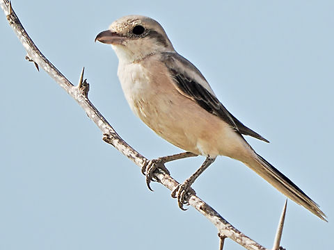 Great Grey Shrike  Fall,Geotagged,Great grey shrike,Lanius excubitor,Oman