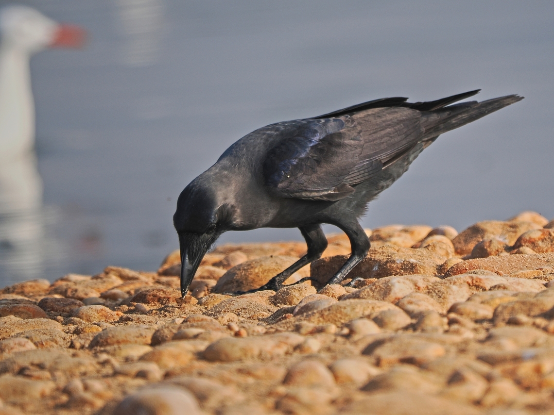 House Crow  Corvus splendens,Fall,Geotagged,House Crow,Oman
