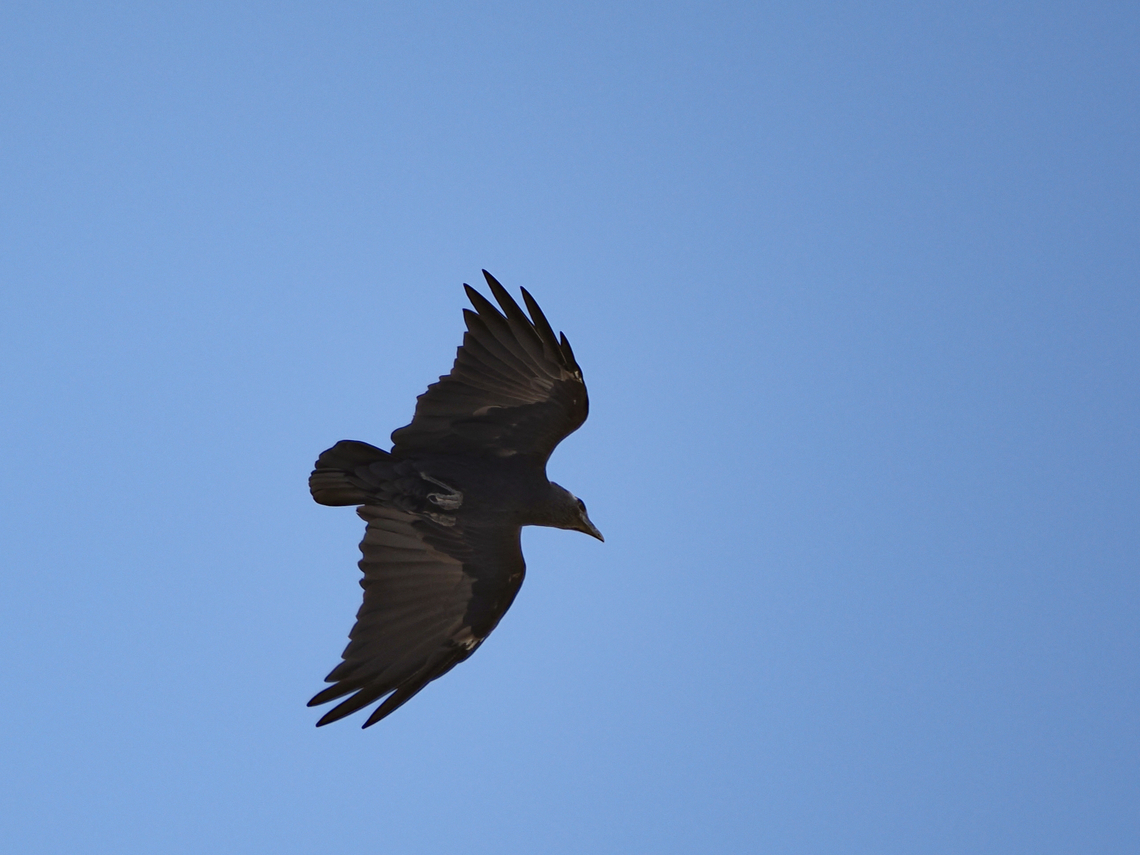 Fan-tailed Raven showing name-giving tail Corvus rhipidurus,Fall,Fan-tailed raven,Geotagged,Oman