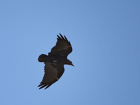 Fan-tailed Raven showing name-giving tail Corvus rhipidurus,Fall,Fan-tailed raven,Geotagged,Oman