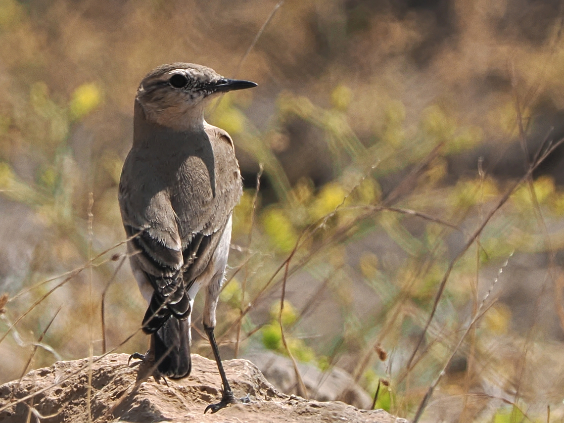 Desert Lark at Sumhuran /  Khor Rori Ammomanes deserti,Desert lark,Fall,Geotagged,Oman