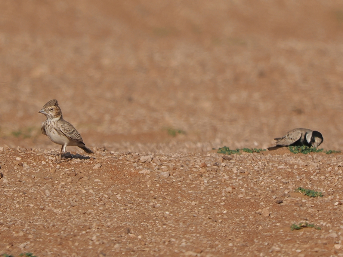 Black-crowned Sparrow-Lark couple in typical habitat Black-crowned sparrow-lark,Eremopterix nigriceps,Fall,Geotagged,Oman