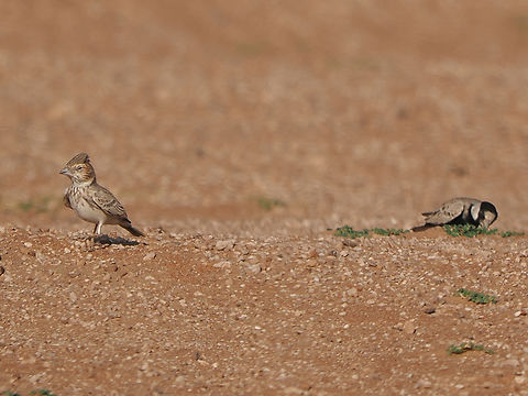 Black-crowned sparrow-lark