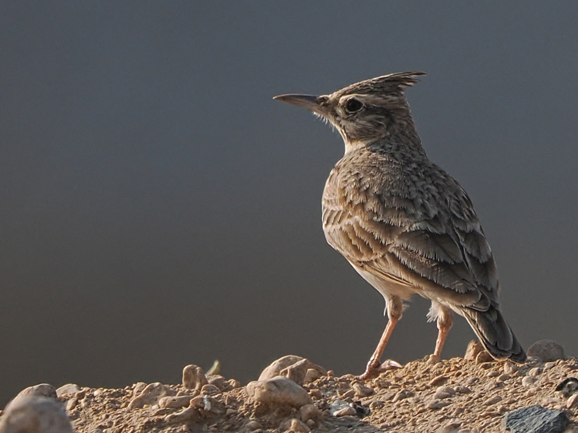 Crested Lark  Crested Lark,Fall,Galerida cristata,Geotagged,Oman