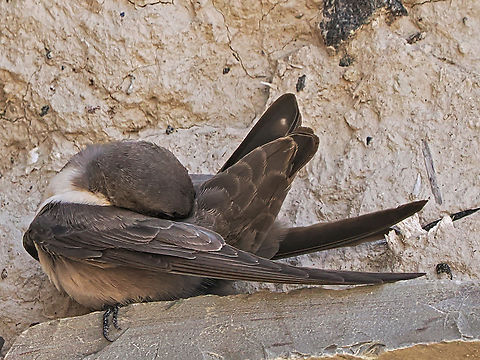 Western House Martin at Bahla Fort, former Common House Martin Common House Martin,Delichon urbicum,Fall,Geotagged,Oman