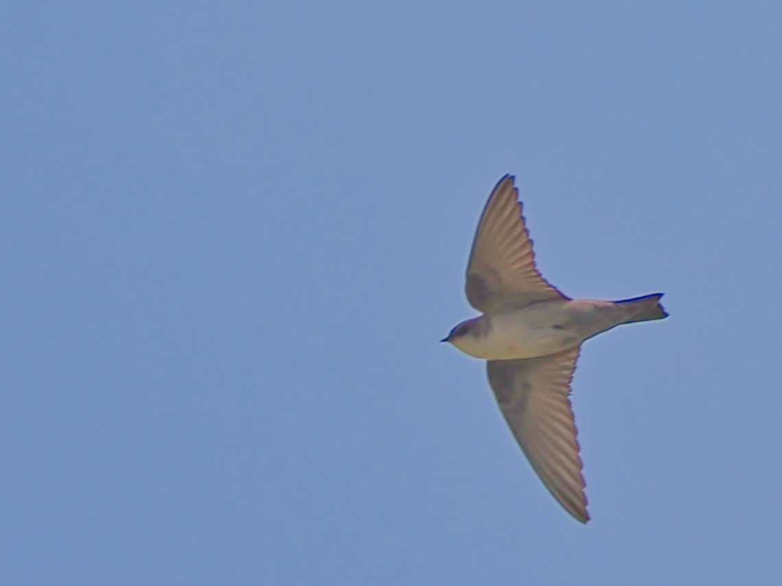 Pale Crag Martin  Fall,Geotagged,Oman,Pale crag martin,Ptyonoprogne obsoleta