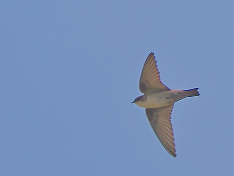 Pale crag martin