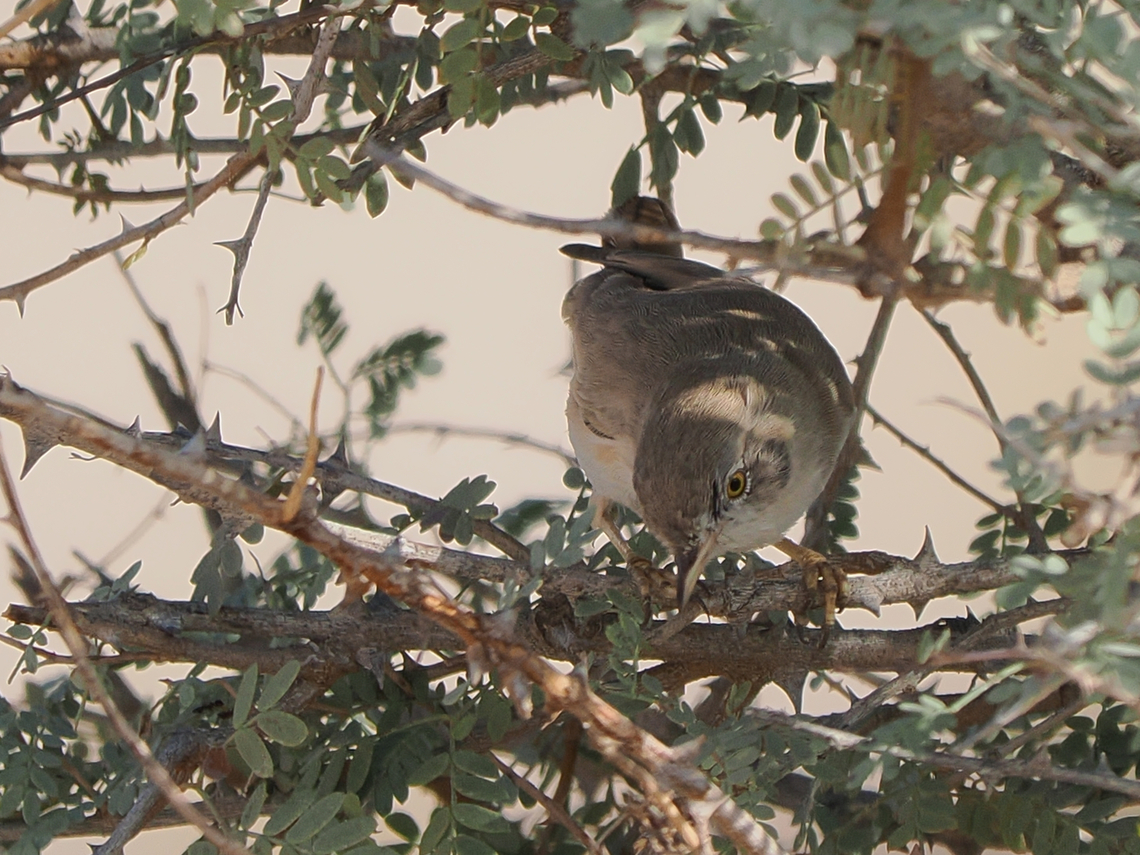 Asian Desert Warbler seen at the beautiful Wadi Muqshin/Mughshin (مغشن ) Asian desert warbler,Curruca nana,Fall,Geotagged,Oman