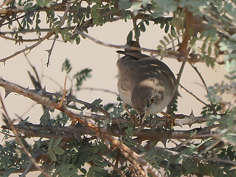 Asian desert warbler